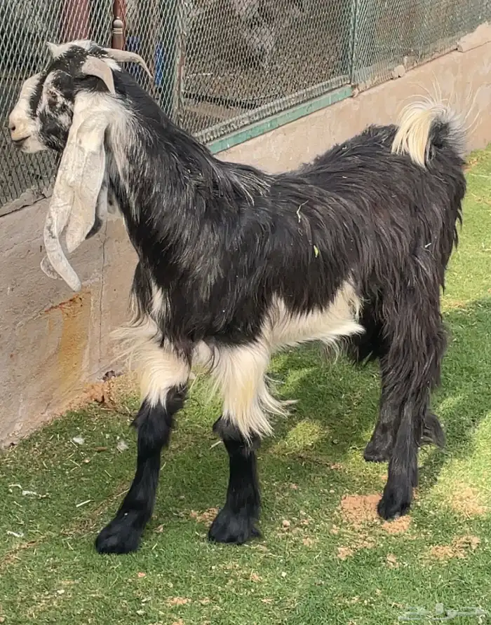 تيس مندي مخصي 6 شهور ( تم البيع ) 4