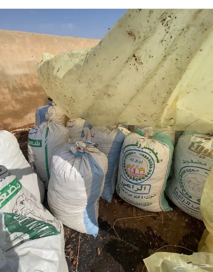 اعلاف مواشي تمر مكيس 2