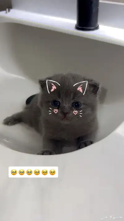 قطة سكوتش فولد index