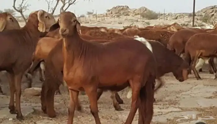 سواكني حمري 0