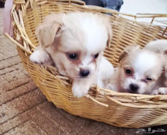 لا تفوتكم ...جراء انتاج رهيب 2