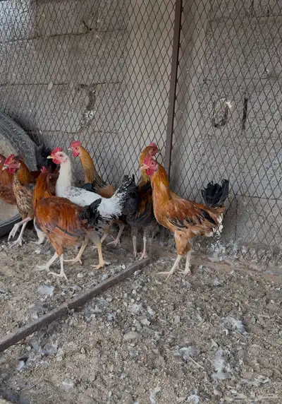 دياكة بلدي للبيع index