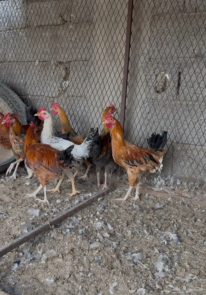 دياكة بلدي للبيع 2