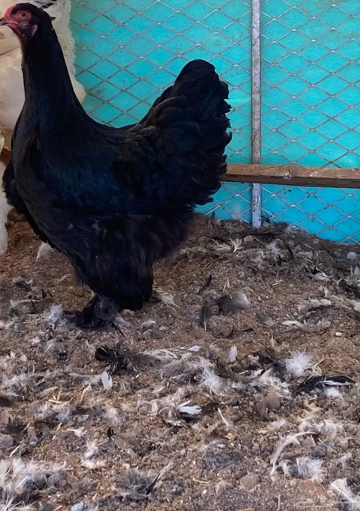 دجاج برهما بلاك 0