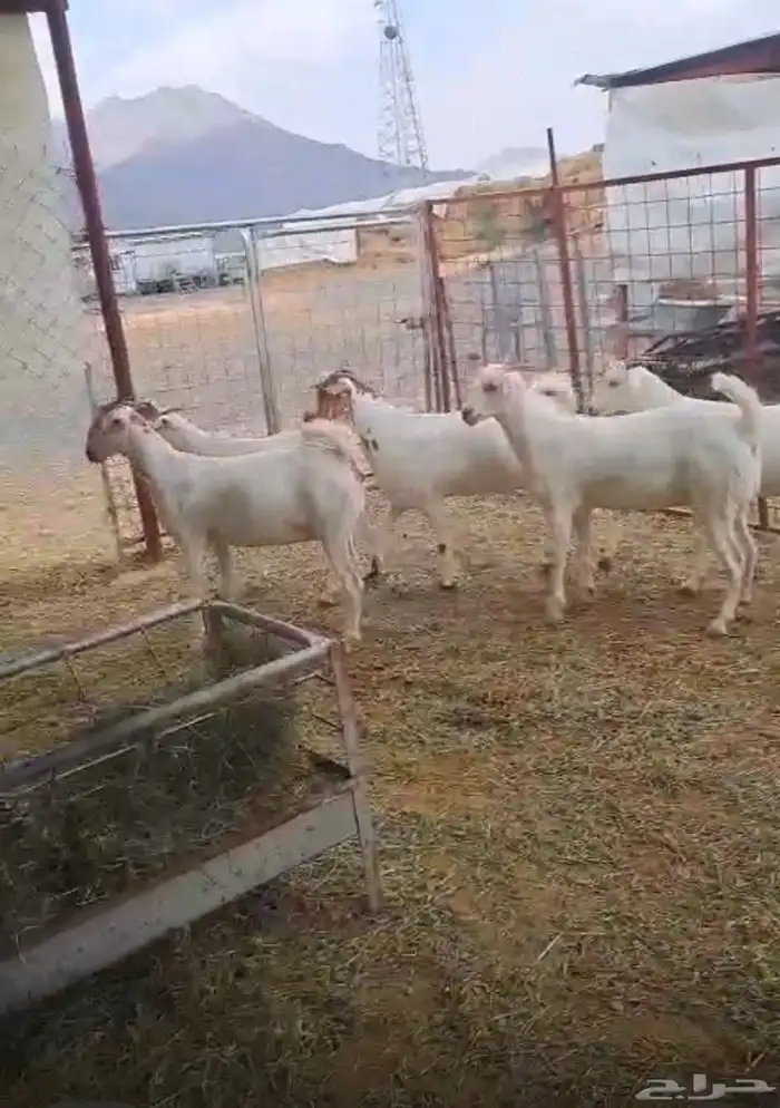 جفاربرض دفيع 3