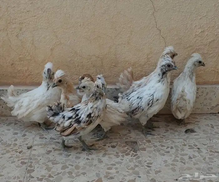 للبيع صوص دجاج كويتي 1