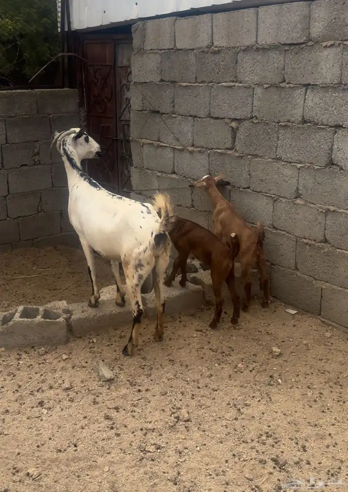 عنز والد للبيع 0