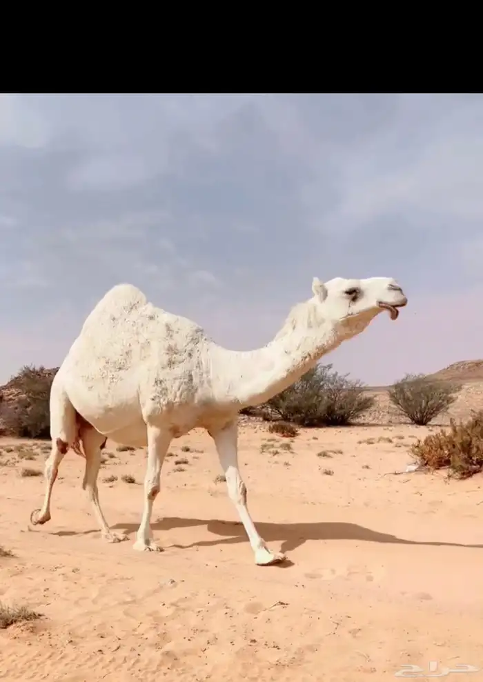 ناقه ملاقي كفوو 0