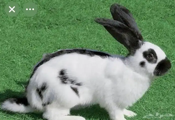 مطلوب ارانب 1