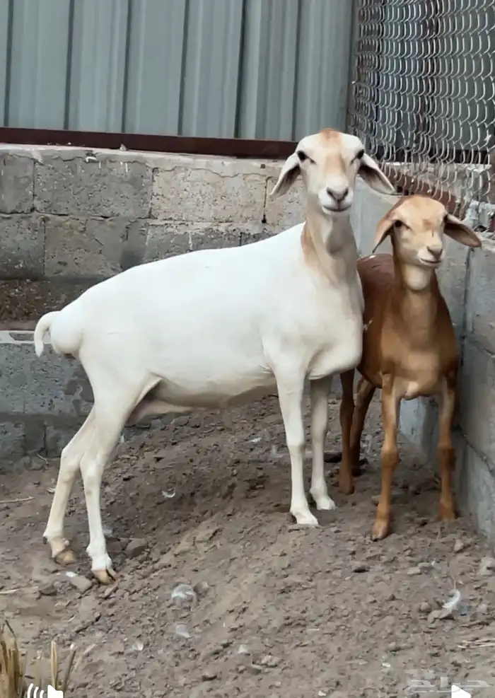 بربريه تتبعها رخل 0