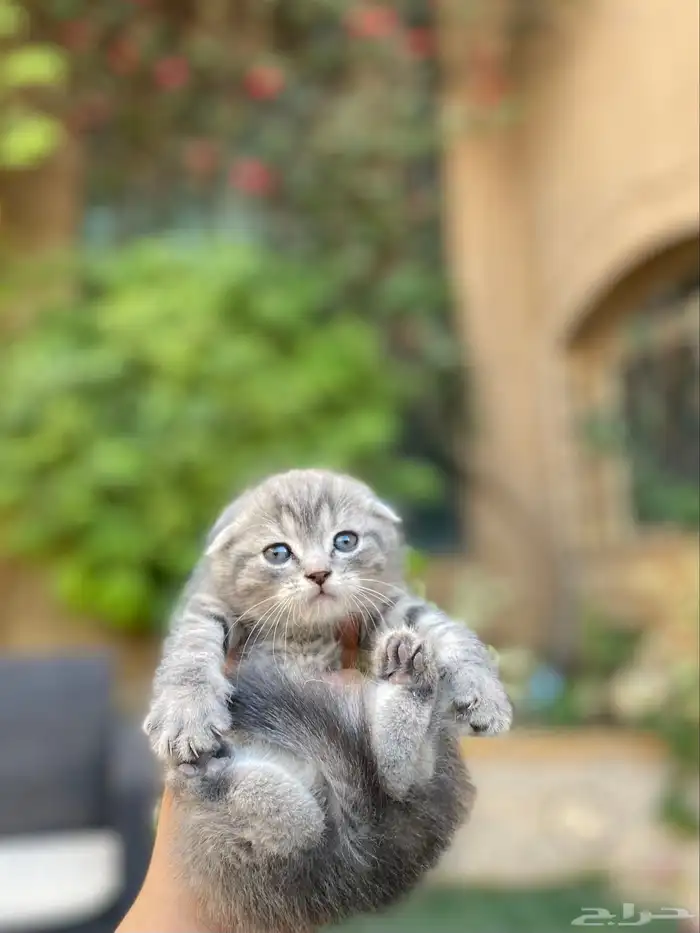 سكوتش فولد مطعمين الوان مميزة للبيع ولايوجد تبني 38