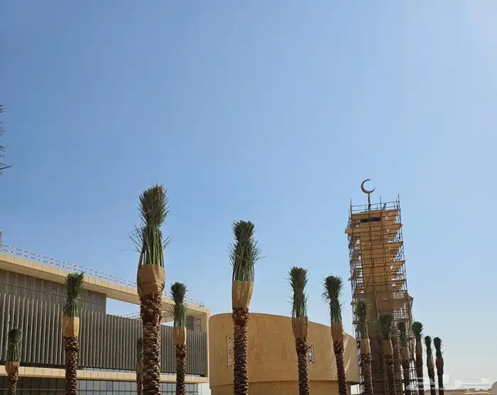 نخيل وشنطونيا زينه رقم 1 3