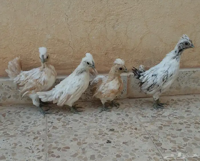 للبيع صوص دجاج كويتي 0