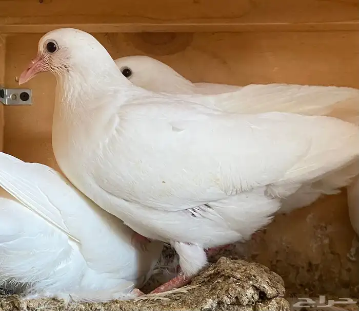 يوجد حمام فرنسي وذبايح بريه 0