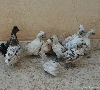 للبيع صوص دجاج كويتي index