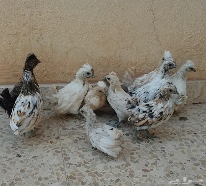 للبيع صوص دجاج كويتي 3