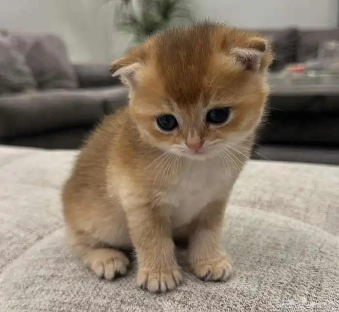 سكوتش قولد للبيع 3