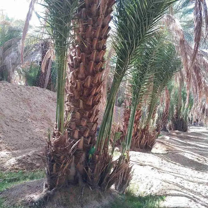 يوجد جميع انواع النخيل الزينه والعربي 3