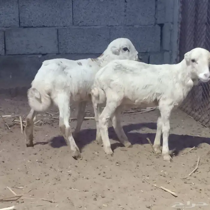 فران للبيع 1