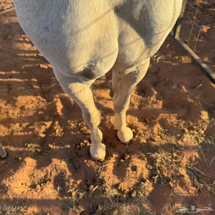 حصان شعبي فاخر 3