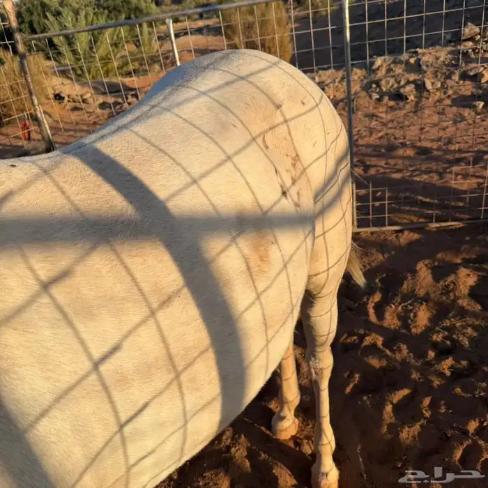 حصان شعبي فاخر 4