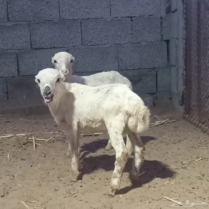 فران للبيع 0