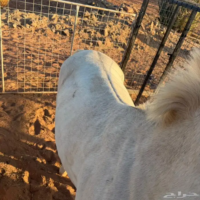 حصان شعبي فاخر 2