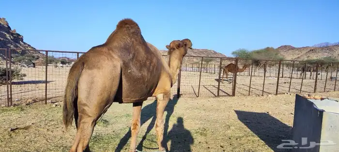 فحل احمر ساحلي 4