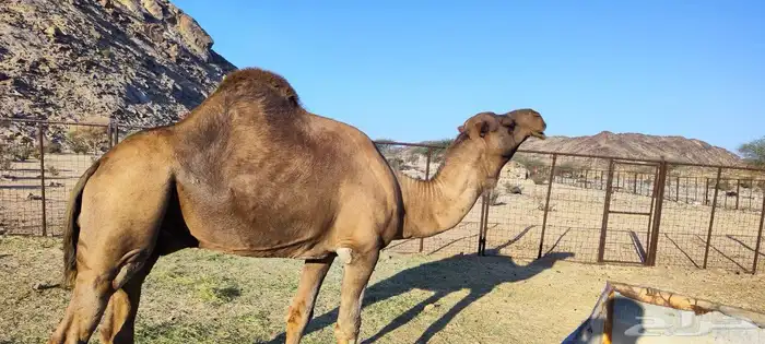 فحل احمر ساحلي 5