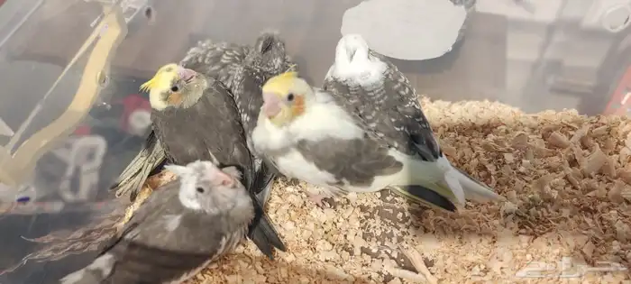 للبيع فروخ كروان وروز 2