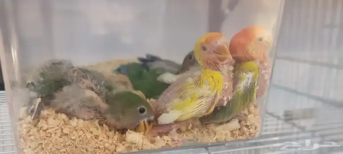 للبيع فروخ كروان وروز 4