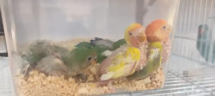 للبيع فروخ كروان وروز 3