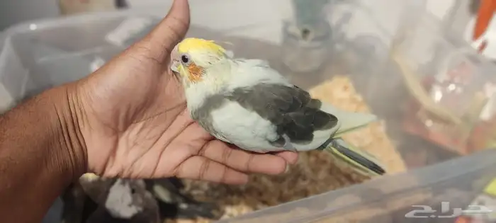 للبيع فروخ كروان وروز 0