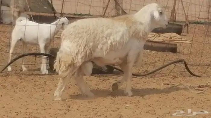 فحل حري احرش جرم صنف فاخر مشروط من غنم حرية 3