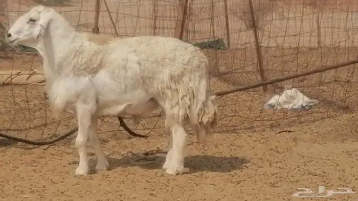 فحل حري احرش جرم صنف فاخر مشروط من غنم حرية 7
