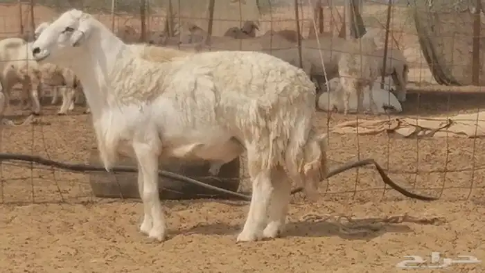 فحل حري احرش جرم صنف فاخر مشروط من غنم حرية 8