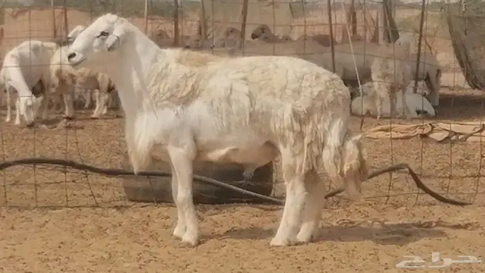 فحل حري احرش جرم صنف فاخر مشروط من غنم حرية 0