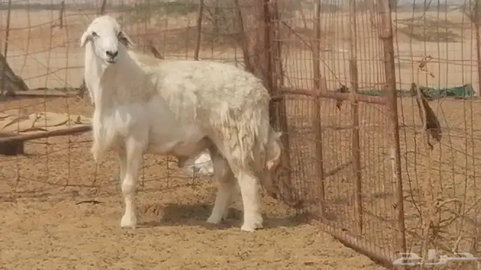 فحل حري احرش جرم صنف فاخر مشروط من غنم حرية 6