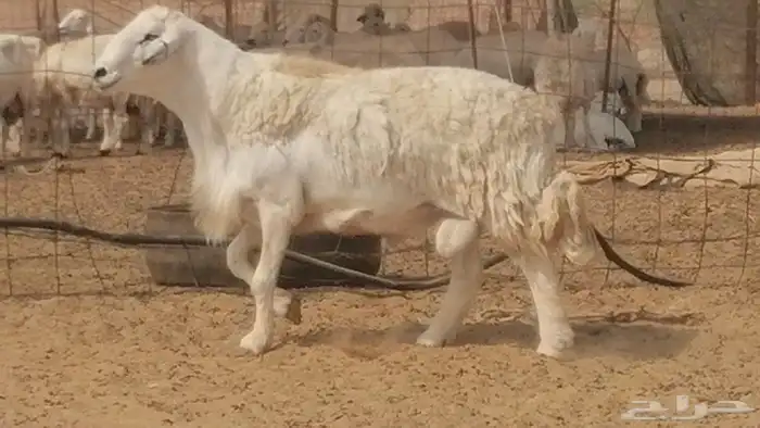 فحل حري احرش جرم صنف فاخر مشروط من غنم حرية 4