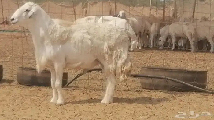 فحل حري احرش جرم صنف فاخر مشروط من غنم حرية 9