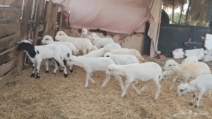 ضارفيديات مقاني مناتيج 7