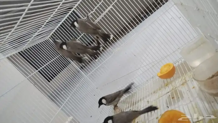 متوفر بلبل صيد البيع 15 الحبه 0