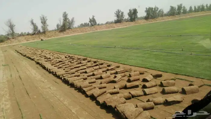 نجيل طبيعي 8