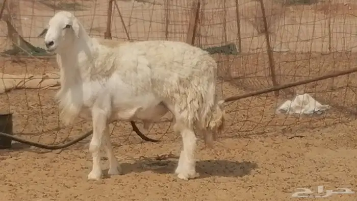 فحل حري احرش جرم صنف فاخر مشروط من غنم حرية 5