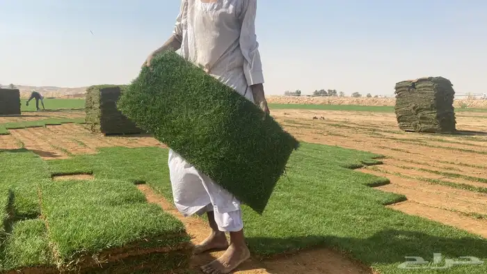 نجيله طبيعي ثيل طبيعي 10