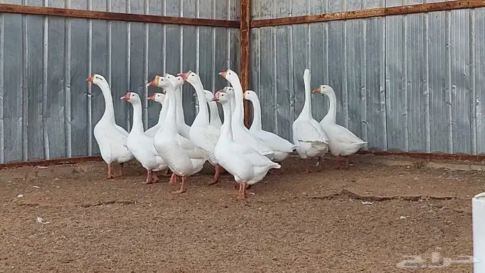 وز بلغاري نوادر 3