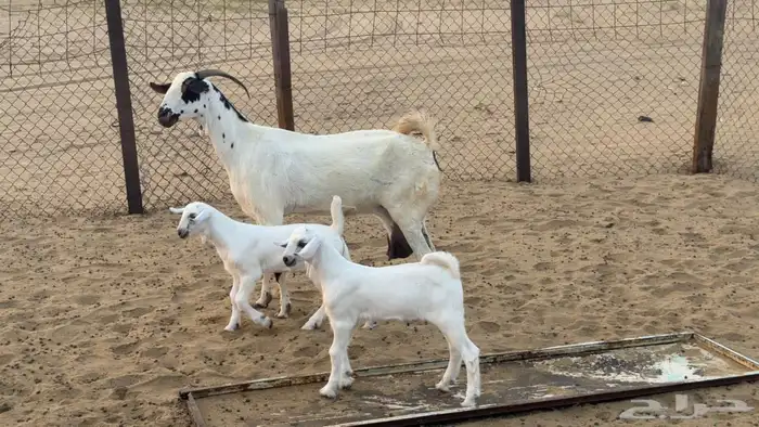 عنز بيشيه فاخرة 1