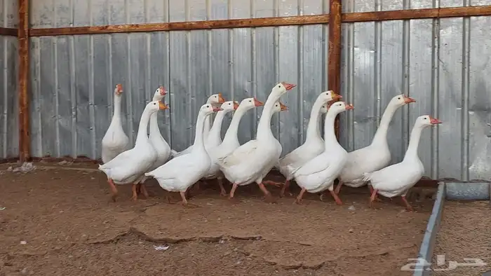 وز بلغاري نوادر 1