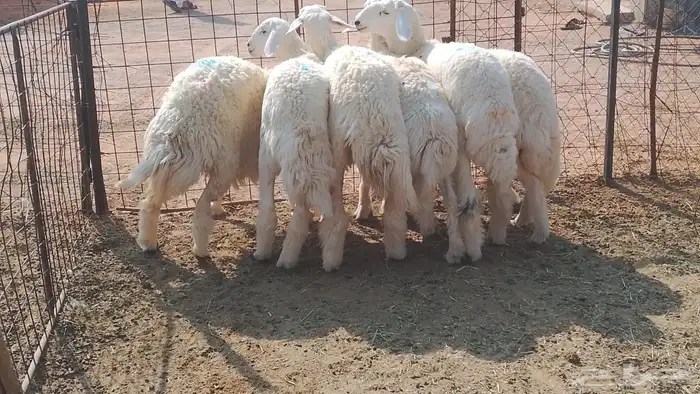 6 جذعات طيبات مراح محصنات 1