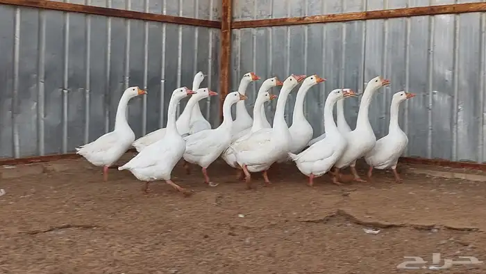 وز بلغاري نوادر 0